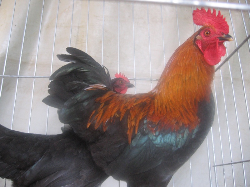 rencontre marans