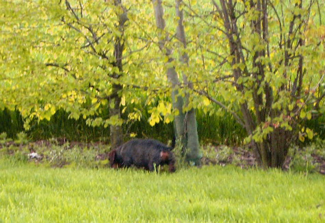 rencontre teckel