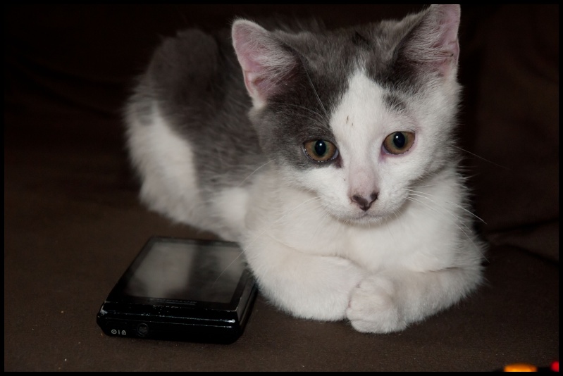 chat lambersart