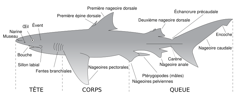 Photo morphologie du requin