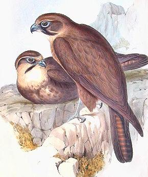 Faucon bérigora - Faucon brun - Falco berigora