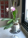 Conseils pour les Orchidées P1040213.jpg