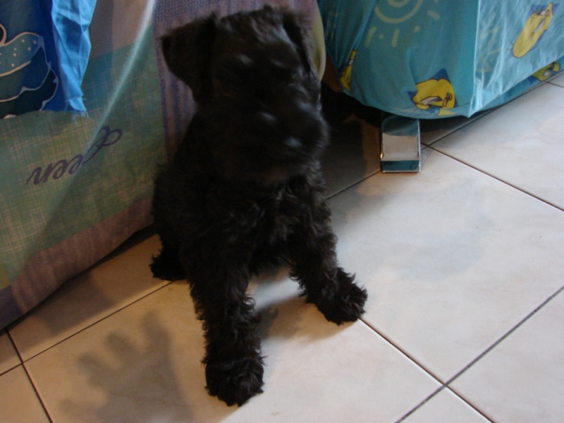 Giant Schnauzer- Is is all solid black color, But I have almostly same when 