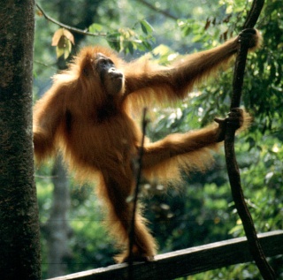 L'orang-outan, un carnivore occasionnel ? Une vidéo le montre