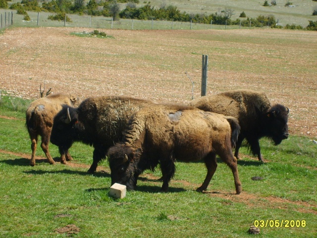 bisons13.jpg
