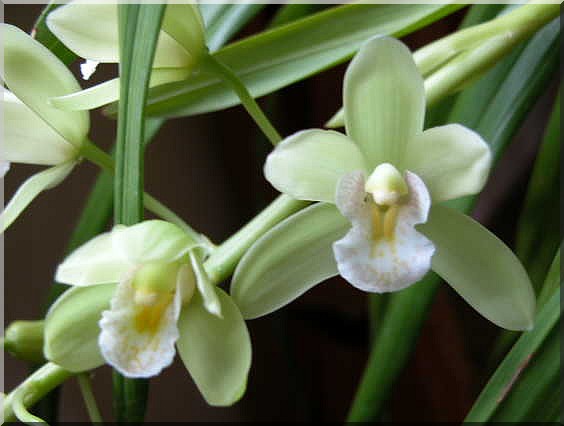 orchid31.jpg