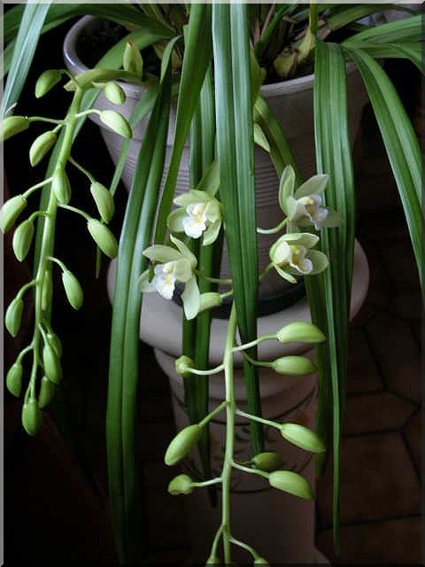 orchid32.jpg