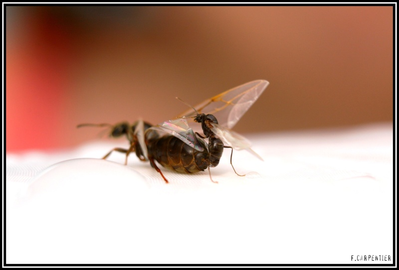 Accouplement des ailes fourmis
