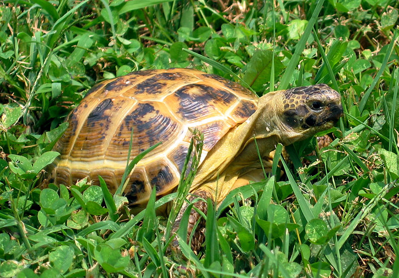 La tortue de Horsfield - Tortue des steppes (Agrionemys horsfieldii ...