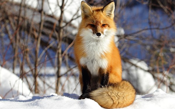 foxes_11.jpg